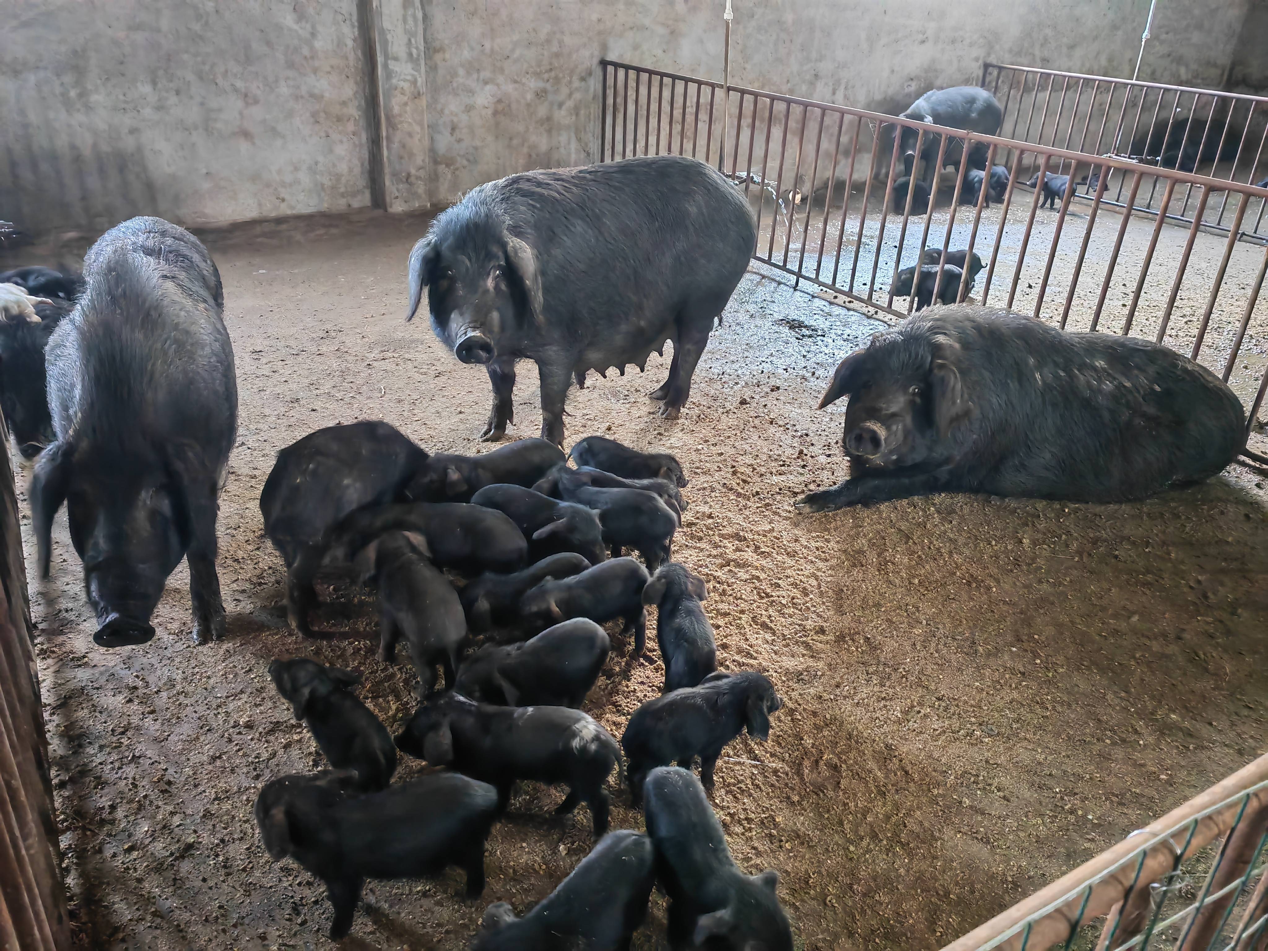 中国养殖伊比利亚黑猪图片